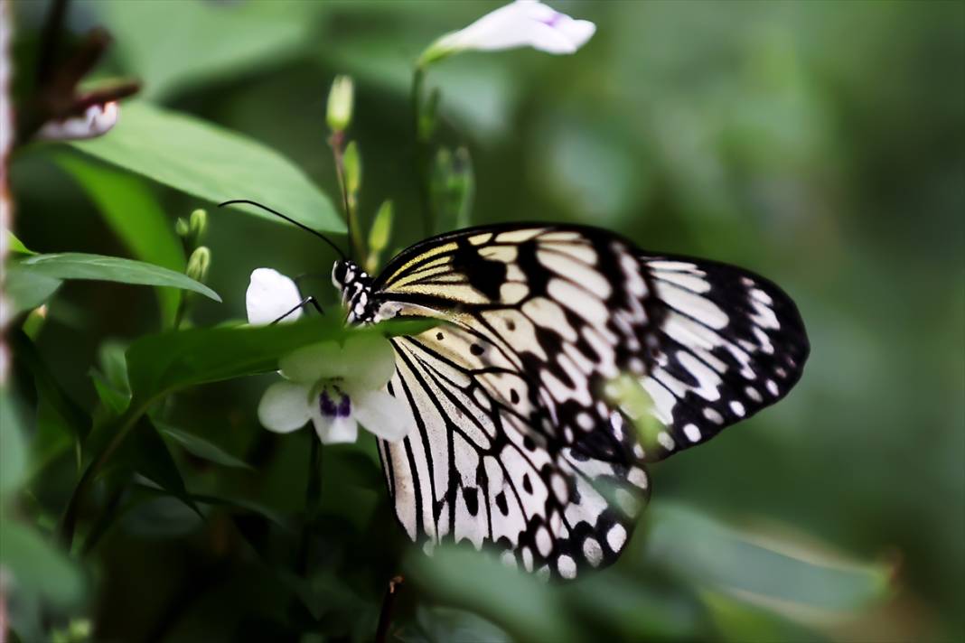 Konya’nın ünlü bahçesinde 10 bin kelebek vuslat için ilk kez kanat çırpacak 13